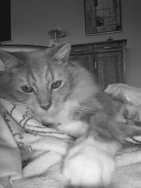 Blanding af racer Balou billede 4