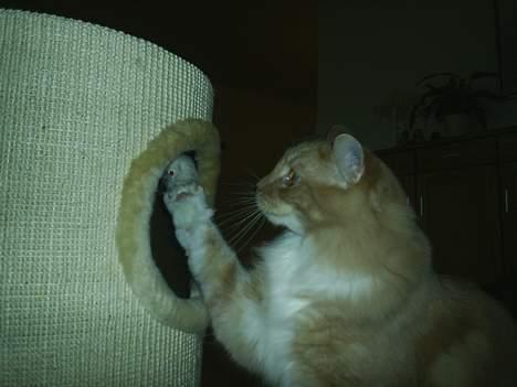 Blanding af racer Balou - hov, der var da lige en mus.. billede 5