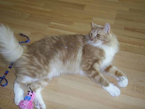 Blanding af racer Balou billede 6