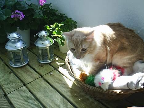 Blanding af racer Balou billede 7