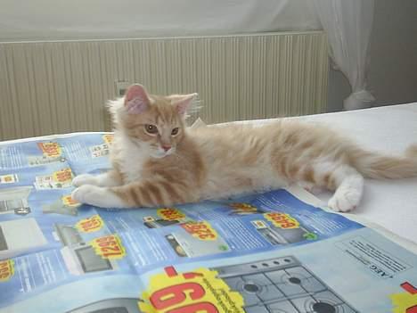 Blanding af racer Balou - ikk så gammel her.. billede 8