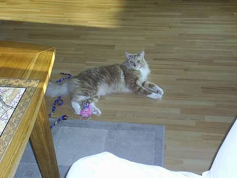 Blanding af racer Balou - er jeg ikk bar søøøøøød??? billede 9