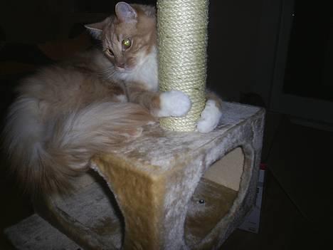 Blanding af racer Balou billede 10