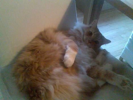 Blanding af racer Balou - nu vil jeg altså godt aes! billede 11