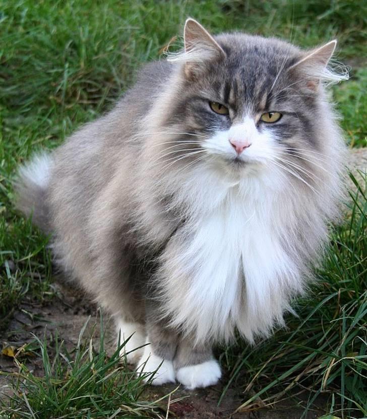 Norsk Skovkat Chloé - Julen 2006. 2,7 år billede 1