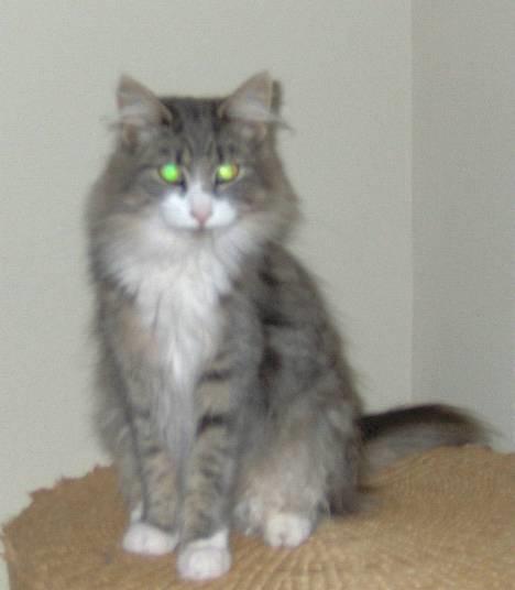 Norsk Skovkat Chloé - 1,5 år billede 2