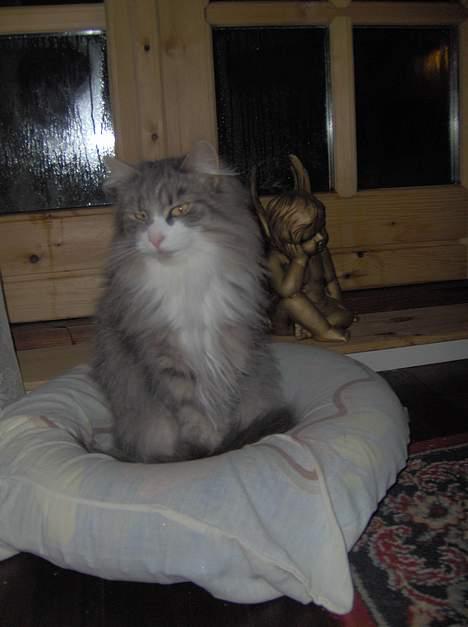 Norsk Skovkat Chloé - julen 2005 billede 3