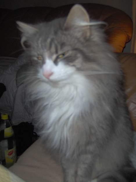 Norsk Skovkat Chloé - julen 2005. Er nogen i tvivl over hvordan hun opfatter sig selv? billede 4