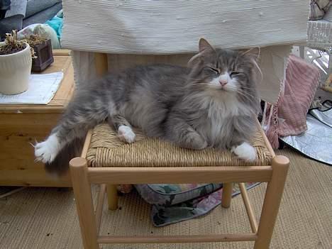 Norsk Skovkat Chloé - en gravid Chloé billede 5