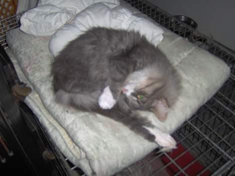 Norsk Skovkat Chloé - sådan sover hun tit, mon hun tror at hun er tånspinger? billede 6