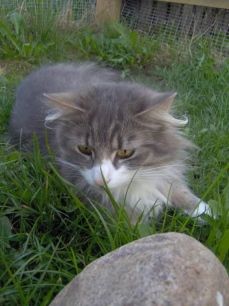 Norsk Skovkat Chloé - Chloé elsker at ligge i græsset, og snusse til det ?? ;0) billede 7