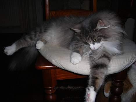 Norsk Skovkat Chloé - Man er jo snobbet :0) billede 8