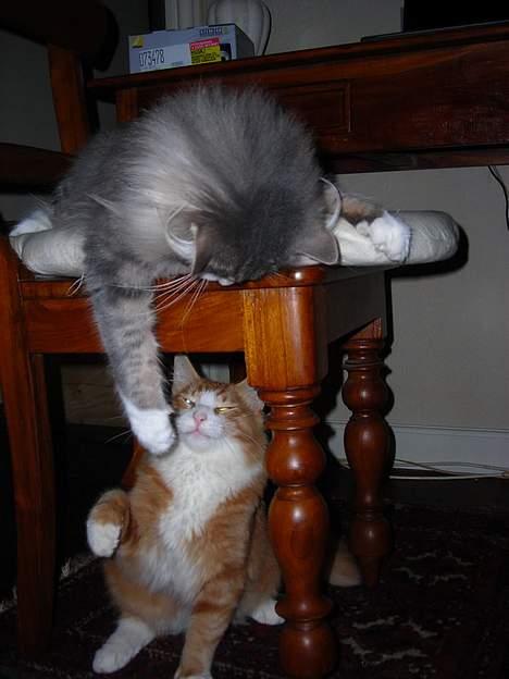 Norsk Skovkat Chloé - Chloe elsker at lege med killinger, også selv om de er hendes ;0) billede 9