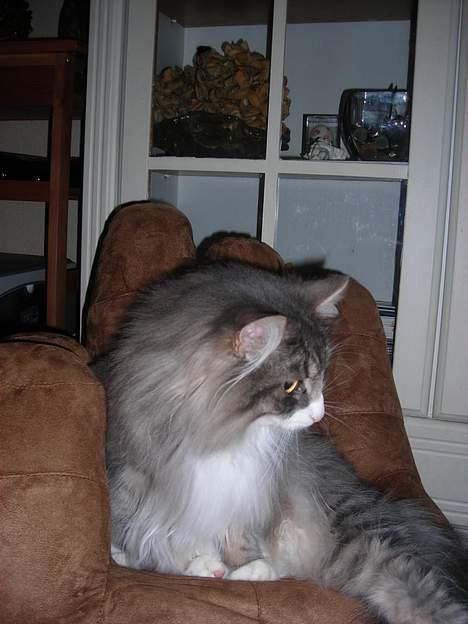 Norsk Skovkat Chloé - julen 2006 billede 10