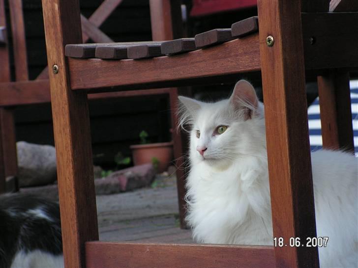 Norsk Skovkat Charla cats Toulouse,Ozzy billede 1