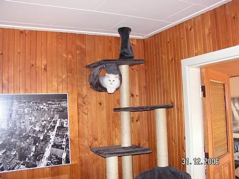 Norsk Skovkat Charla cats Toulouse,Ozzy billede 2