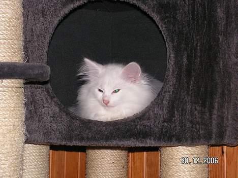 Norsk Skovkat Charla cats Toulouse,Ozzy billede 3