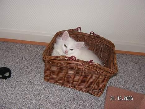 Norsk Skovkat Charla cats Toulouse,Ozzy billede 4