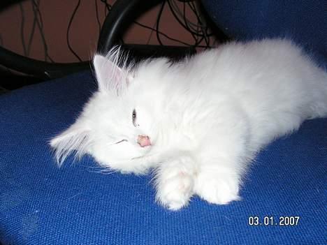 Norsk Skovkat Charla cats Toulouse,Ozzy billede 5