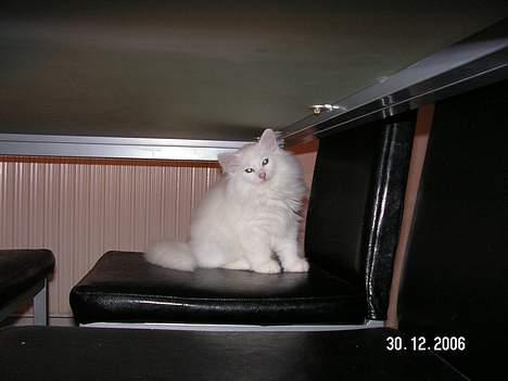 Norsk Skovkat Charla cats Toulouse,Ozzy billede 6