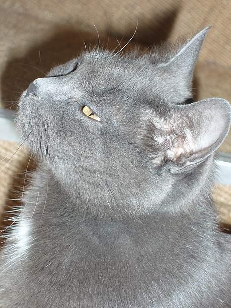 Blanding af racer Nimbus   billede 1