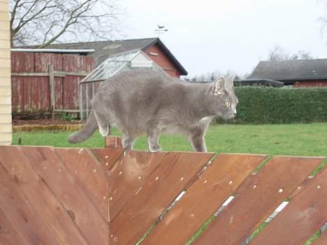 Blanding af racer Nimbus   - Her har man et godt overblik.... et af hendes yndlings steder at holde øje med sine killinger billede 2