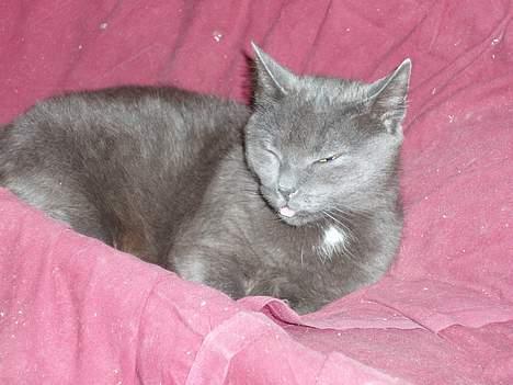 Blanding af racer Nimbus   - Man putter godt her i barnevognen, selvom man ikke må ha ha ha... billede 3