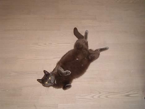 Blanding af racer Nimbus   - Er jeg ikke bare tyk... et par timer før hun fik sit andet kul killinger billede 4