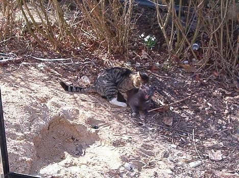 Blanding af racer Nimbus   - Man forstår ikke at hun er gået med til at blive parret af ham.... af hendes ansigtsudtryk at dømme er hun jo ikke særlig vild med ham.... billede 5