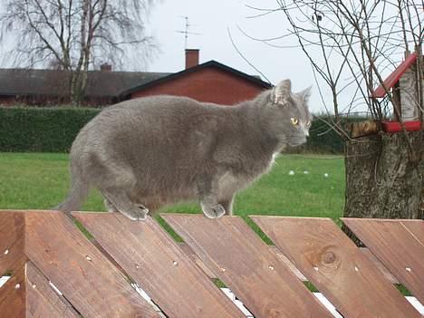 Blanding af racer Nimbus   - Igen på udkig på hegnet... billede 6