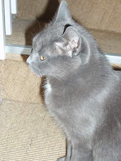 Blanding af racer Nimbus   billede 7