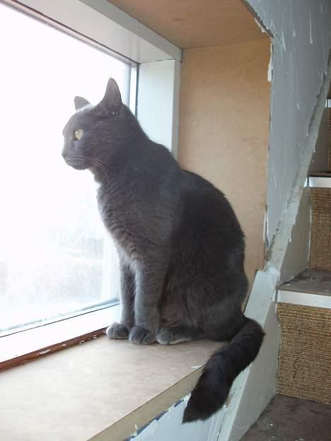 Blanding af racer Nimbus   - Her har jeg styr på hvad der sker udenfor... billede 8