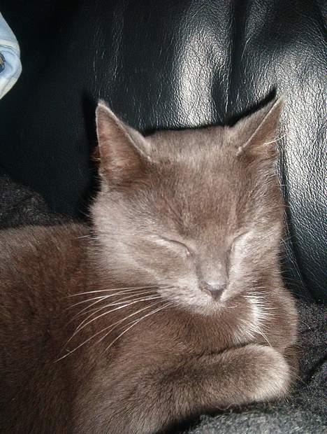 Blanding af racer Nimbus   - En lille lur på sofaen... billede 9