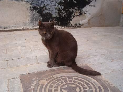 Blanding af racer Nimbus   billede 10