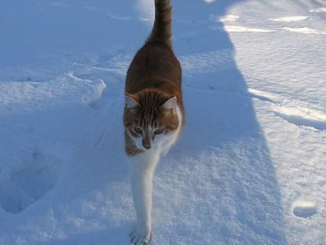 Huskat Oliver billede 6