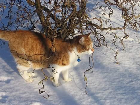 Huskat Oliver billede 7