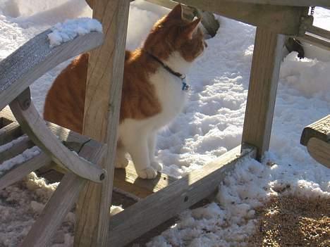 Huskat Oliver billede 8