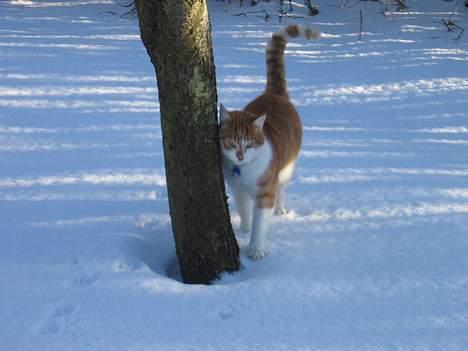 Huskat Oliver billede 9