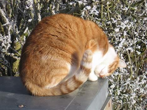 Huskat Oliver billede 10