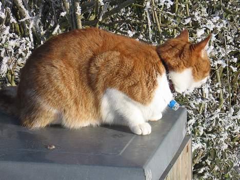 Huskat Oliver billede 11