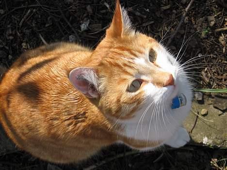 Huskat Oliver billede 16