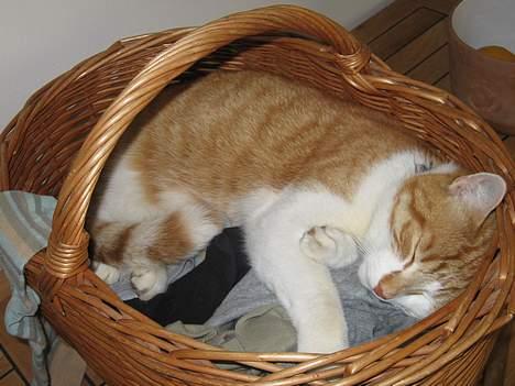 Huskat Oliver billede 19