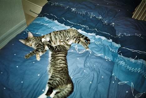 Blanding af racer Mille  billede 9