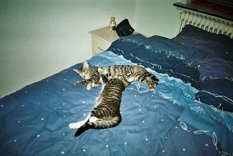 Blanding af racer Maxine, Men kaldet max  - Vi ligger og hygger os  billede 10