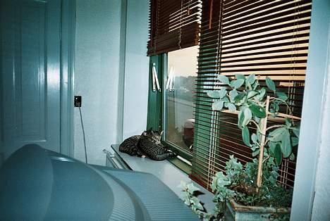 Blanding af racer Maxine, Men kaldet max  - nerj dejligt at ligge her.  billede 12