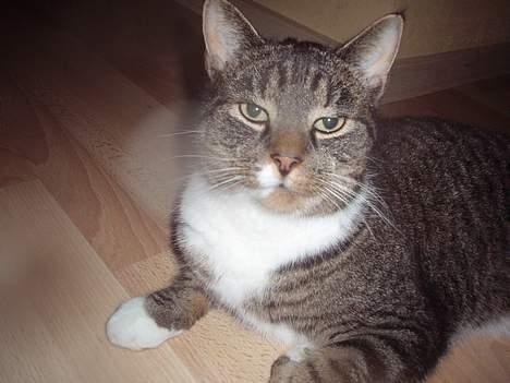 Huskat Misser billede 1