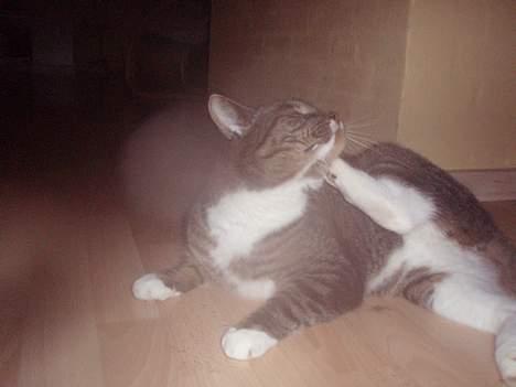 Huskat Misser billede 2