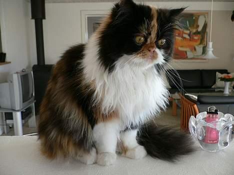 Perser Pjuske - lækker,lækker, og lækker hva er der mere at sige ?  billede 7