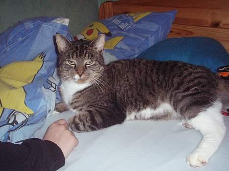 Huskat Misser billede 3