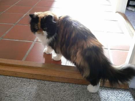 Perser Pjuske - Ingen ser hvor jeg går hend vel ?  billede 8